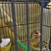 جوجه سهره قناری نر سرخ