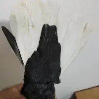 دم سفید نر|پرنده|شیراز, شهرک قمشه|دیوار