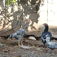 مرغ لاری و جوجه ۷ ماهه دورگ لاری|حیوانات مزرعه|قرق, |دیوار