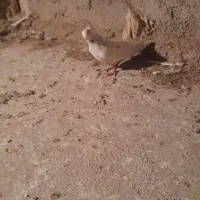 یک قطعه دونبی ماده|پرنده|باوی, |دیوار