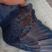 ساعت کلاغی