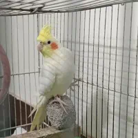 عروس هلندی