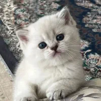 دوست کوچولوت منتظره+/ گربه گلو