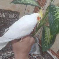 عروس هلندی نر