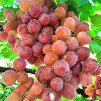 فروش ارقام نهـال مثـمر و غـیر مثـمر|خدمات باغبانی و درختکاری|بازفت, |دیوار