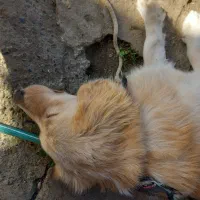 سگ پا کوتاه نر