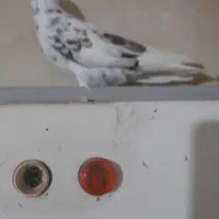 یو کبوتر ماده سالم بفروش میرسد