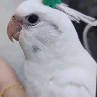 گمشده عروس هلندی