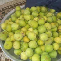 انجیر|خوردنی و آشامیدنی|بندر گز, |دیوار