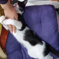 گربه ۶ماهه|گربه|کاشان, فاز ۲ ناجی آباد|دیوار