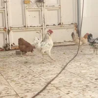 مرغ و خروس گلین|حیوانات مزرعه|باوی, |دیوار