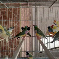 جوجه فنج گلدین|پرنده|اصفهان, ارغوانیه|دیوار