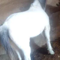 اسب محلی|اسب و تجهیزات اسب‌سواری|قوشخانه, |دیوار