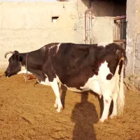 دو‌عدد‌گاو‌یکی‌گوشتی‌ویکی‌زایده|حیوانات مزرعه|زابل, |دیوار