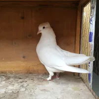 کبوتر سفید ماده مهر بسیار زیبا
