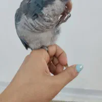 طوطی راهب|پرنده|شاهین‌شهر, خانه کارگر|دیوار