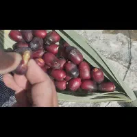 خرما جنوب عمده