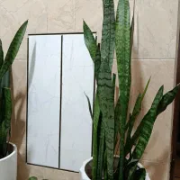 گل طبیعی|گل و گیاه طبیعی|الیگودرز, |دیوار