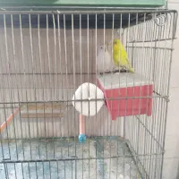 فروش انواع قناری یکجا همه