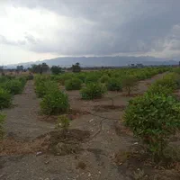 فروش توافقی قطعه ملک باغی در روستای خیراباد رودان|فروش زمین و ملک کلنگی|میناب, |دیوار