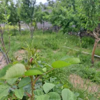 فروش ملک سردسیری درمانگاه دلفارد۶۳قصب دوکله|فروش خانه و ویلا|درب بهشت, |دیوار