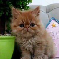 گربه پرشین|گربه|رشت, صفاری|دیوار