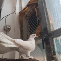 دم چتری|پرنده|مشهد, بلال|دیوار