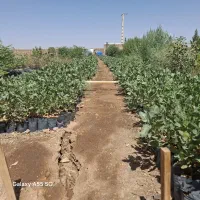 توضیح نهال پسته بادام انار|خدمات باغبانی و درختکاری|زرندیه, |دیوار