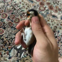 سهره رسمی