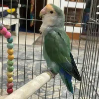 طوطی برزیلی سبز ماده باهوش با لوازم و قفس|پرنده|آفتاب, |دیوار