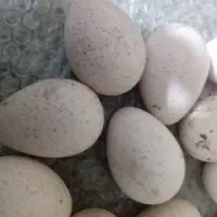 تخم بوقلمون برنزی انگلیسی درجه یک