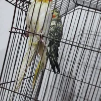 عروس پاریس|پرنده|شادگان, |دیوار