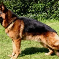 ژرمن ماده شولاین فحل