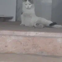 نگهداری گربه