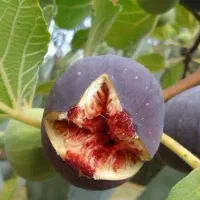 پیشفروش نهال انجیر یزدی