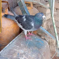 پلاکی گرفتی عراق