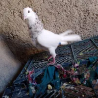 طوقی معاوضه ای|پرنده|دهدشت, |دیوار