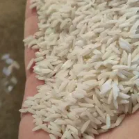 برنج هاشمی آستانه/درجه یک/عمده از کارخانه/لاشه