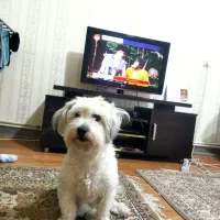 سگ شیتزو واکذار میشود