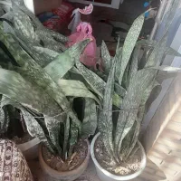 گیاه طبیعی