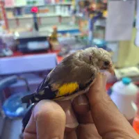 جوجه سهره درشت|پرنده|خوانسار, |دیوار