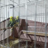 مرغ عشق انگلیسی