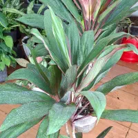 فروش گلهای آپارتمانی