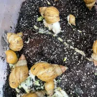 حلزون آلبینو|خزنده|بوشهر, |دیوار