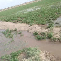 فروش یا معاوضه ۱۳ هکتار زمین و ۲۴ ساعت آب مدار ۱۶|فروش زمین و ملک کلنگی|نیشابور, دربقاضی|دیوار
