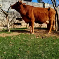 گاو تنکابنی شکم دار تلقیح شده