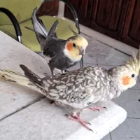 دو جفت عروس هلندی، معاوضه یا فروش