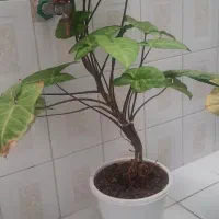 گل های طبیعی