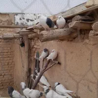 کفتر کبوتر طوقی|پرنده|سجاس رود, |دیوار