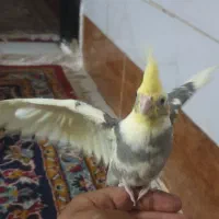 عروس هلندی ابلغ